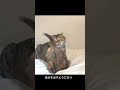 障害のある目が気持ち悪いと言われた子猫が…