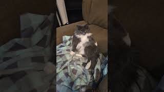 #catsofyoutube