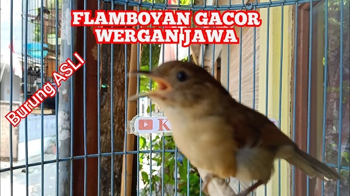 Flamboyan Jantan Gacor Nembak Rapat Wergan Jawa Gacor Sonsin Net Youtube