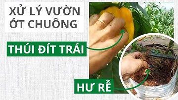 Xử lý vườn ớt chuông bị hư rễ, thúi đít trái - FUNOFARM