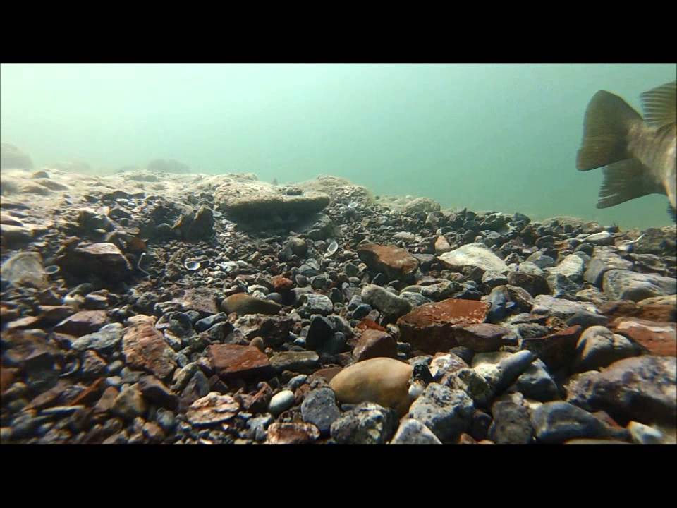 Smallmouth Bass Spawning YouTube