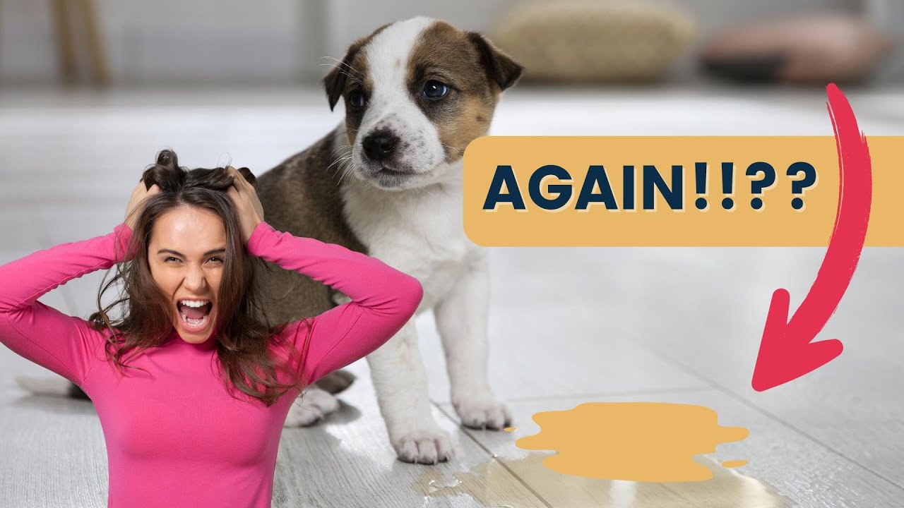 Faster Puppy Potty Training Without Pee Pads - YouTube