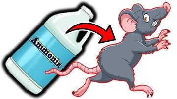 Eliminate Rats for Good: Ammonia as Your Secret Weapon