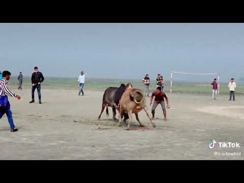 Chittagong bull fight  Chatgaiya tradition