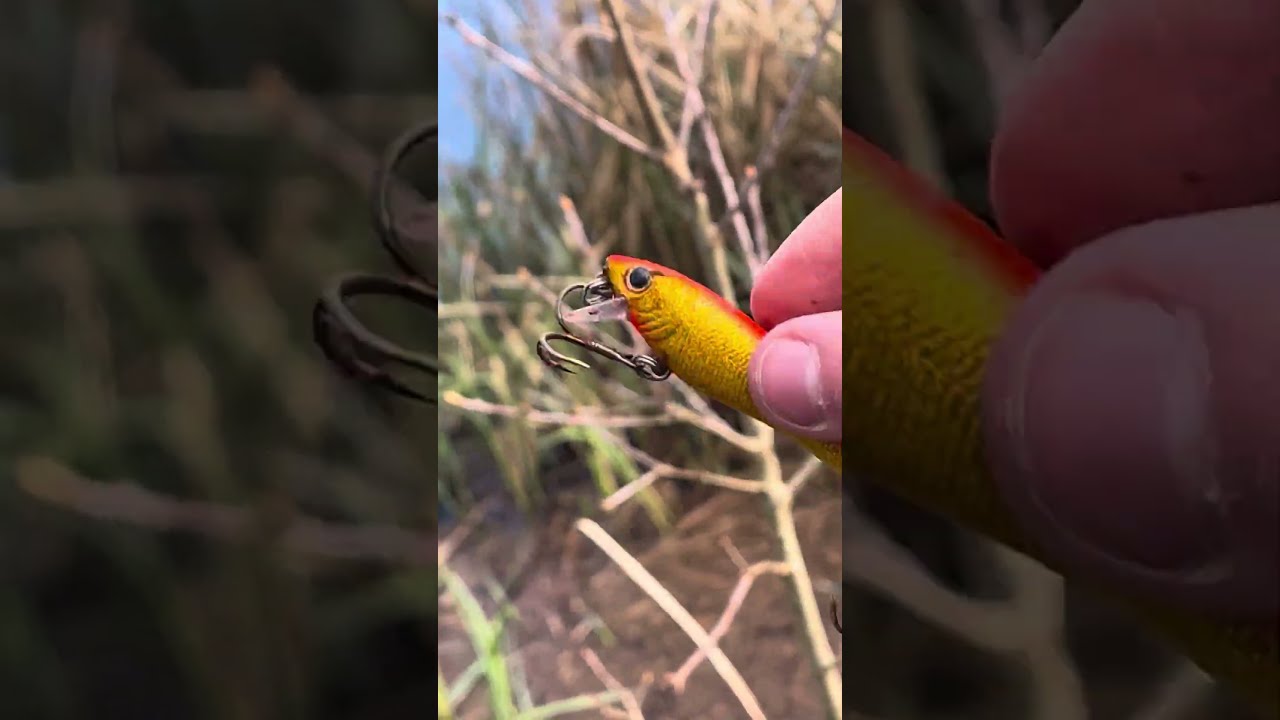 Dangerous lure and fishing line  safley removed from lake tree