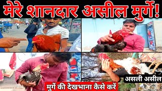 Bakarganj bajar ka shauk |Aseel lakha murga top quality aseel murga |prayag aniaml lovers 😍