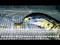 Первое кормление новорожденных варанчиков))