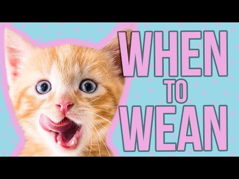 Video: How To Start Feeding Kittens