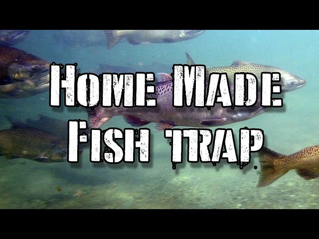 How to Make a 2 Liter Bottle Fish Trap: Survival Hack 