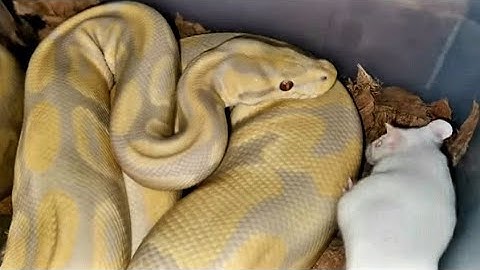 Python Striking Compilation / Warning Live Feeding