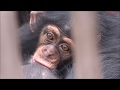 Baby chimp Rocky getting sleepy at Tobe Zoo