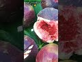 Des Figues Bien Mûres Et Delecieuse Début Octobreالسلام عليكم تمارالتين أصبحت ناضجة بداية شهر أكتوبر 