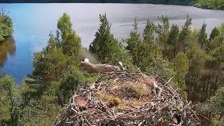 Live osprey nest camera at Loch of the Lowes Wildlife Reserve