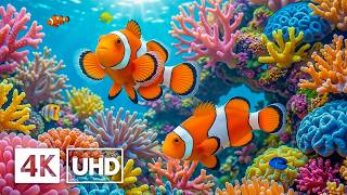 4K Underwater World — Explore Colorful Sea Animals, Coral Reef Fish & Relaxing Ocean Music screenshot 1
