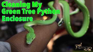 Cleaning My Green Tree Python Enclosure
