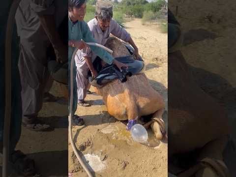 م ش ه د م ده ش ر ج ل ر يف ي ي عال ج الج م ل الم ريض ب ط ر يق ة غ ير م ت و ق ع ة