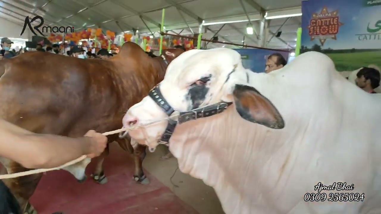 Big Bulls From Mani Cattle Farm 2021 || AR Maani