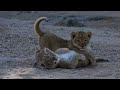 WE SafariLive- The Birmingham Pride lion cubbies playing and on the move with mom.