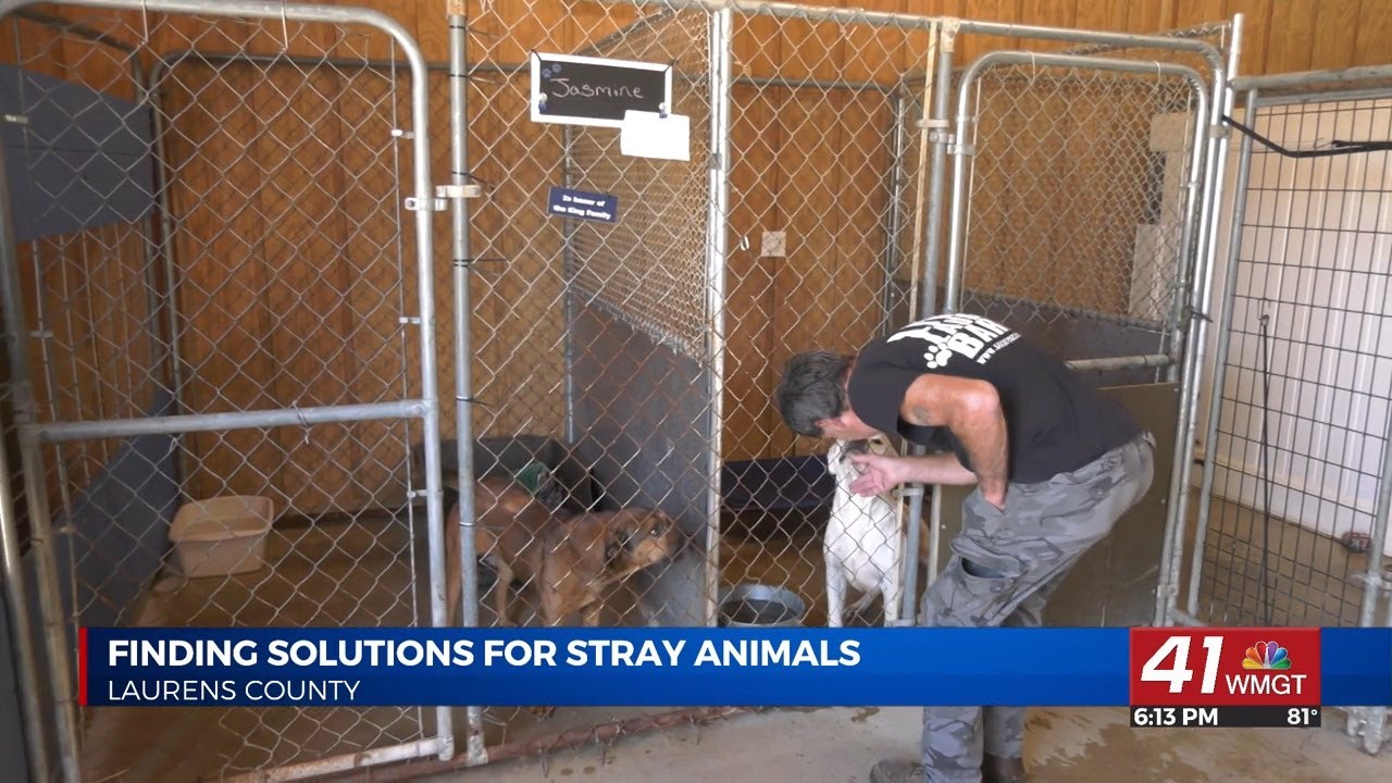Laurens County works to find solutions for stray animals