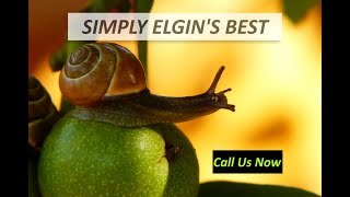 Pest Control Elgin Area | Pest Control Extermintor in Elgin IL