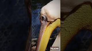 ПЕЛИКАН PELICAN