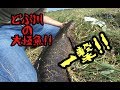 【雷魚釣り】どぶ川でうごめく肉食巨大魚の影!! モンスター雷魚3連発。snakehead fishing in Japan