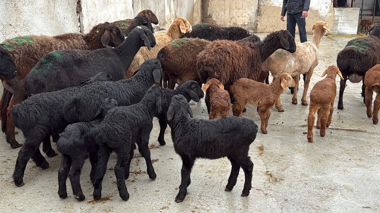 XAMMASI EGIZAK ENA BOLA QOYLAR ARZON NARXDA 