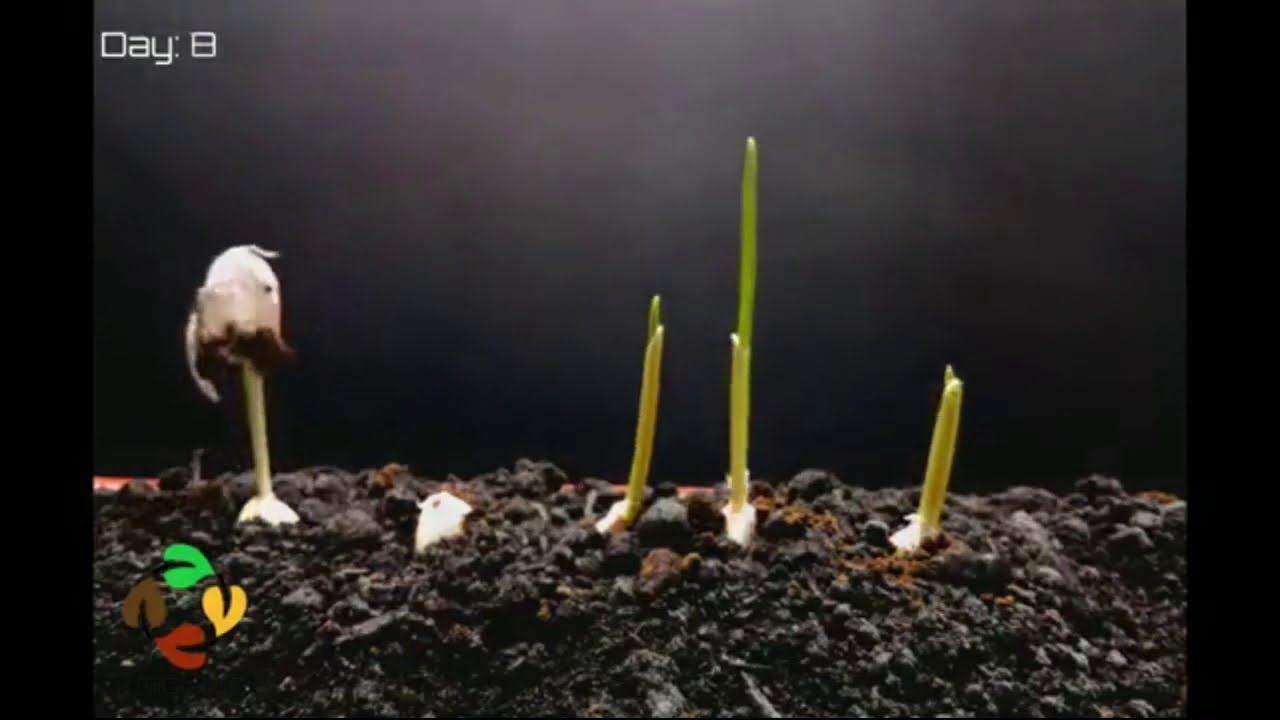 How a garlic plant grows time lapse video YouTube