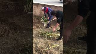 Kişlik Pirasa Nasil Gömülür