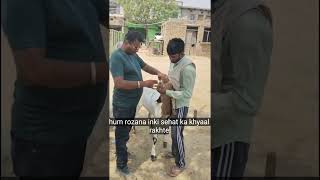 “Bakra Mota Karne Ki Best Dawa | Sheep Goat Weight Gainer”“Bakri Bakra Weight Gain