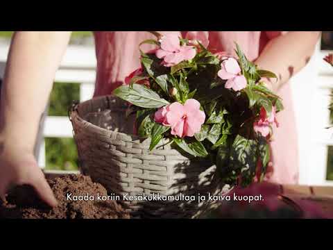 Video: Kuivatut kukka-asetelmat - Kasvien ja kukkien kasvattaminen kuivattavaksi