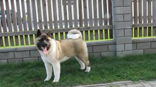 American Akita DIJA 8 month