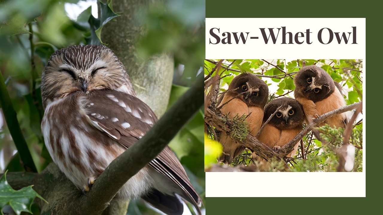 Northern Saw-whet Owl: How To Spot This Tiny Forest Owl - YouTube