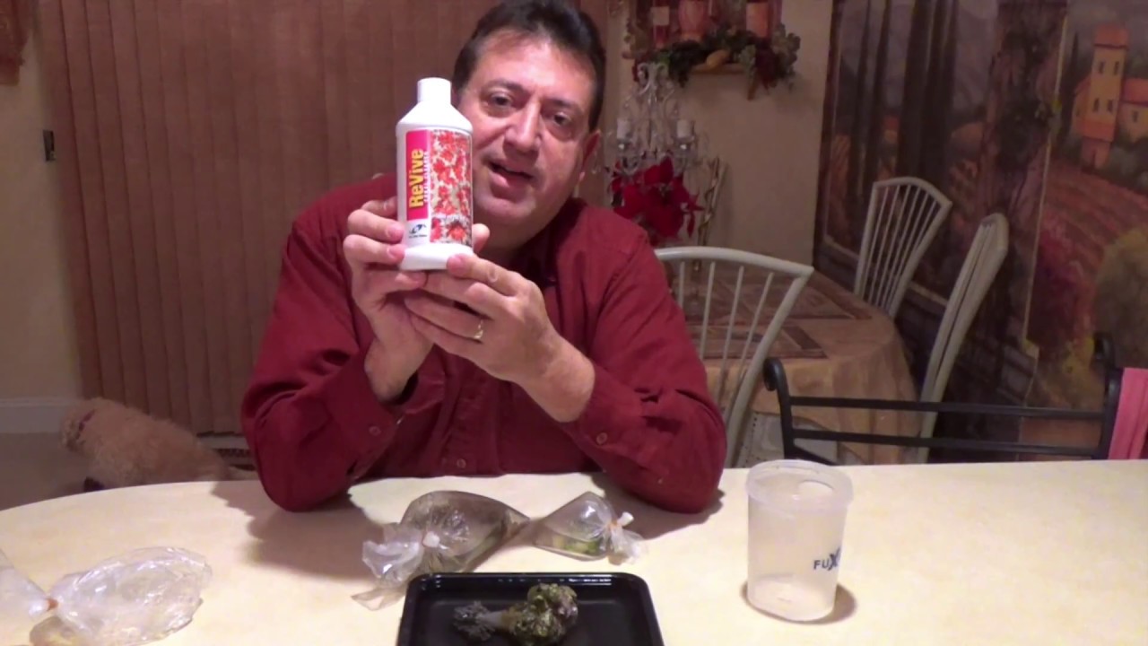 HOW TO CLEAN YOUR NEW CORAL YouTube