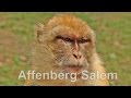 Affenfelsen salem laubestlora: laubestlora: Wie