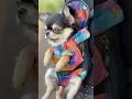 ぷらんぷらん散歩、パピー時代のえびちゃん♡ #shorts #チワワ #癒し #puppy