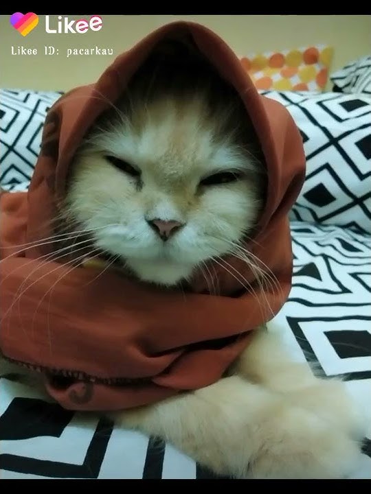 Kucing Pake kerudung