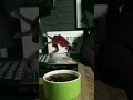 كي ترقد مور العصر Capcut كي ترقد مور العصر Capcut
