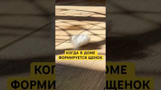 ЛУЧШЕЕ КОМБО😱ШГО 500356633,экспресс-линька 500356639,бальзам 271212402 #лайфхаки #животные #жиза