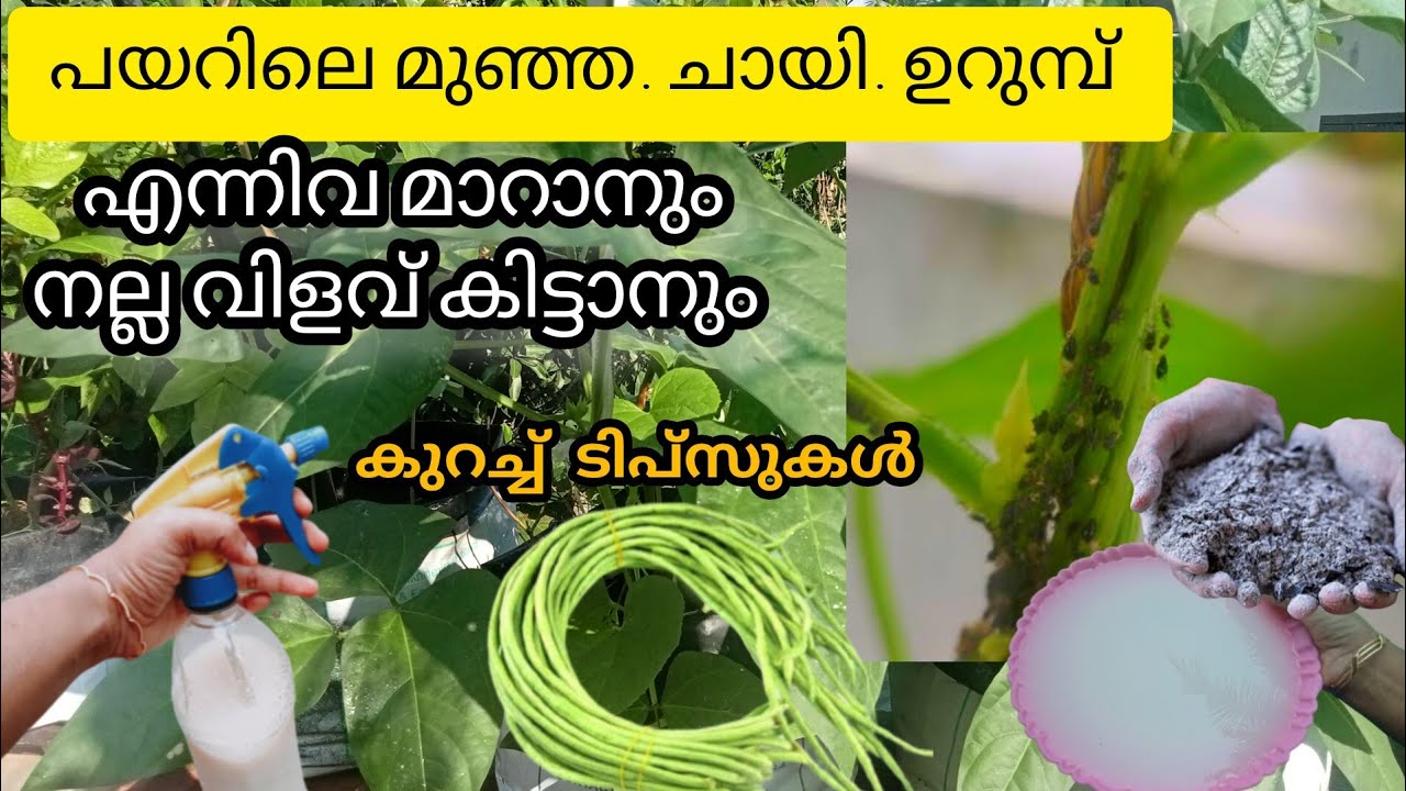 പയറിലെ മുഞ്ഞ. ചായി. ഉറുമ്പ് എന്നിവയെ അകറ്റാൻ ഞാൻ ചെയുന്ന ടിപ്സുകൾ | payarkrishi | മുഞ്ഞ നിയന്ത്രണം