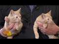 6/25/2026 | Woody, Bo Peep and Remi | Mark's Furry Friends Extra