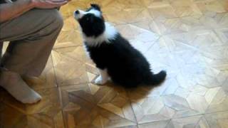 Border Collie Puppy At 8 Weeks Old Bonnie