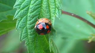 Ladybug, is this sex, rape or what? Marienkäfer Sex