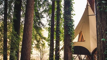 8 Fun and Fascinating Tree-Related Products You Must Have #treegadgets #treehouse #treetent