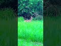 Without fear. #nature #spring #forest #deer #mindfulness #mindfulmoments