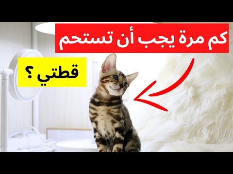 فيديو: هل يجب أن تستحم للقطط؟