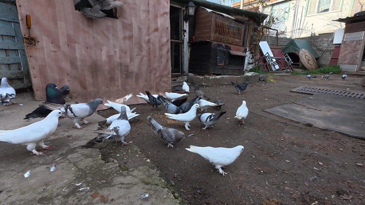 1 Hour Relaxing Turkish Pigeons | Feeding, Bathing & Exploring