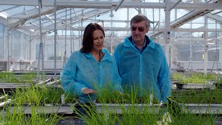 Ryegrass Endophyte And Crispr