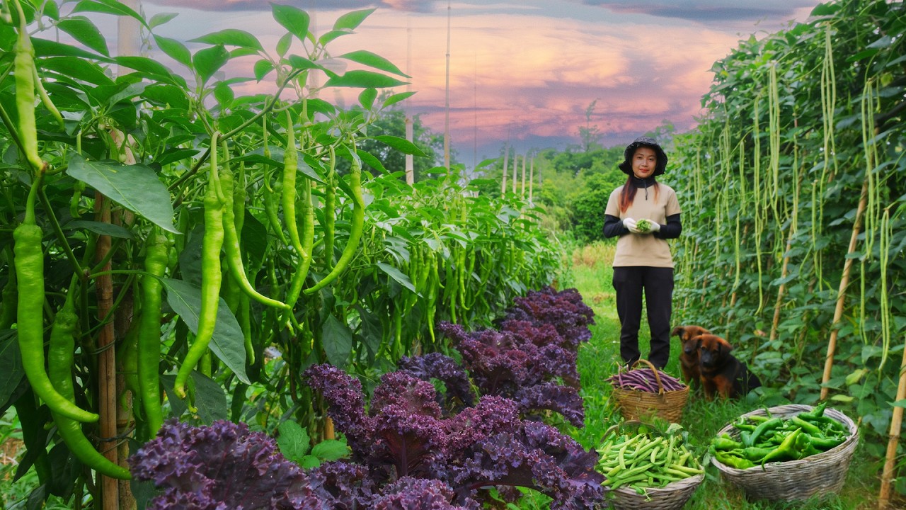 Harvest: Chili Peppers, Yardlong Beans, Purple Kale To Sell At The Market – Cook With Them – Garden