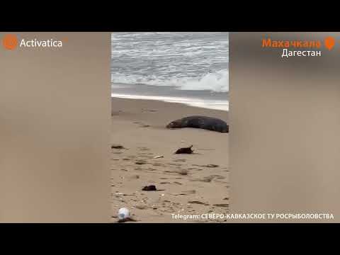 🟠Экологическая катастрофа на Каспийском море